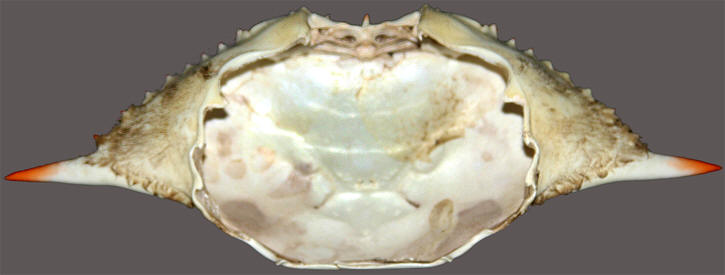 Tommy Lasorda autographed Crab Shell PSA/DNA